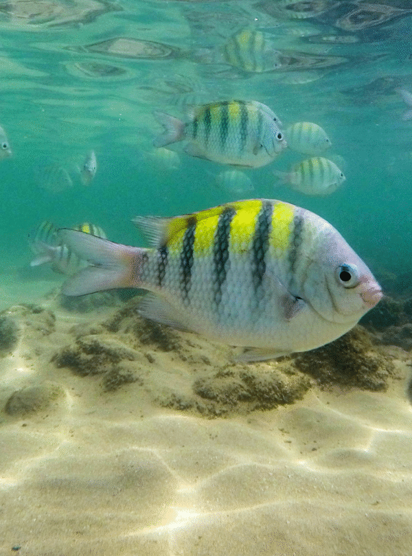 Peixes coloridos nadando em água azul transparente em Porto de Galinhas