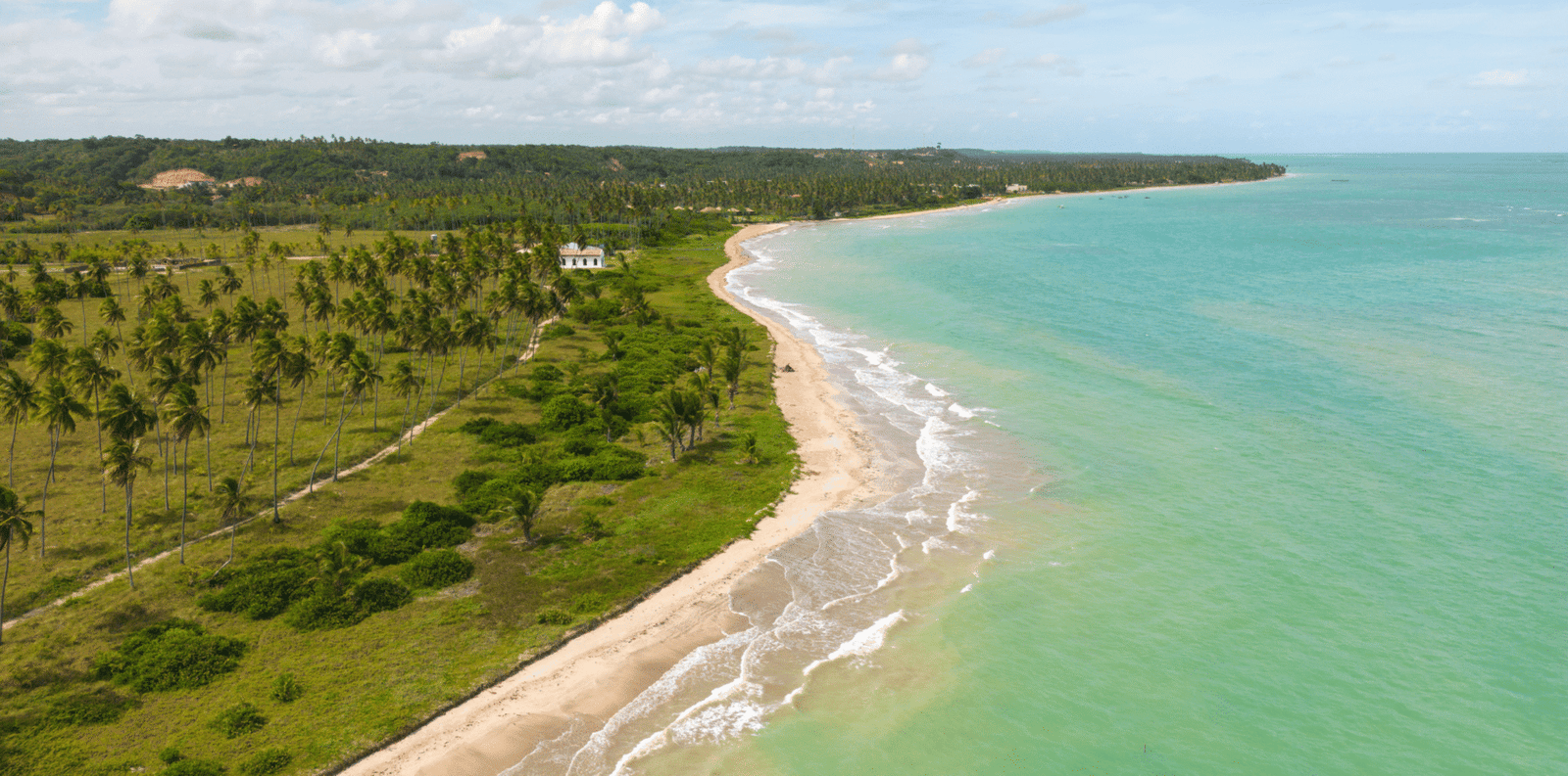 Vista aérea vertical dividindo a cena em três camadas: uma metade preenchida por copas densas de coqueiros verdes, uma linha fina de areia branca no centro e a outra metade com o mar de águas verdes cristalinas em Alagoas.