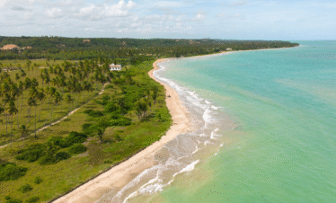 Vista aérea vertical dividindo a cena em três camadas: uma metade preenchida por copas densas de coqueiros verdes, uma linha fina de areia branca no centro e a outra metade com o mar de águas verdes cristalinas em Alagoas.
