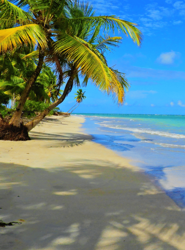Vista da areia branca de uma praia em Alagoas, com um coqueiro inclinado em primeiro plano. O mar apresenta águas calmas e cristalinas em tons de azul turquesa sob um céu limpo.