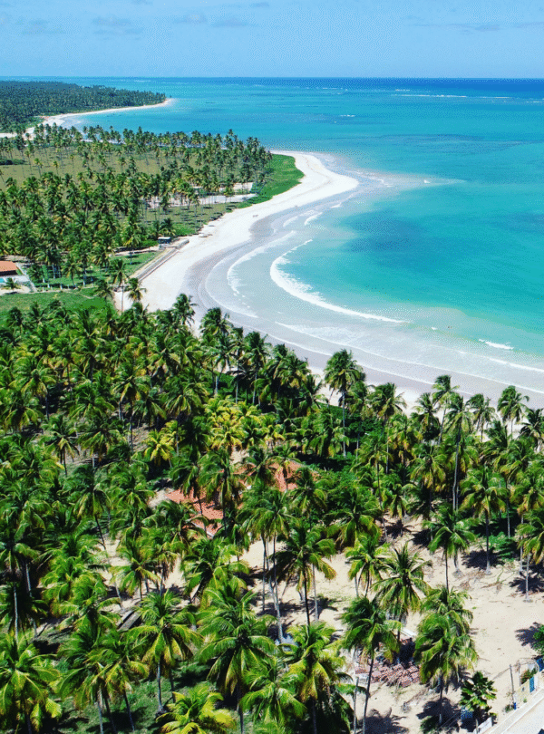 Vista aérea panorâmica da Praia de São Miguel dos Milagres, Alagoas. A imagem mostra a extensa faixa de areia branca, uma linha densa de coqueirais verdes e o mar cristalino com degradê de tons azul turquesa e verde água.