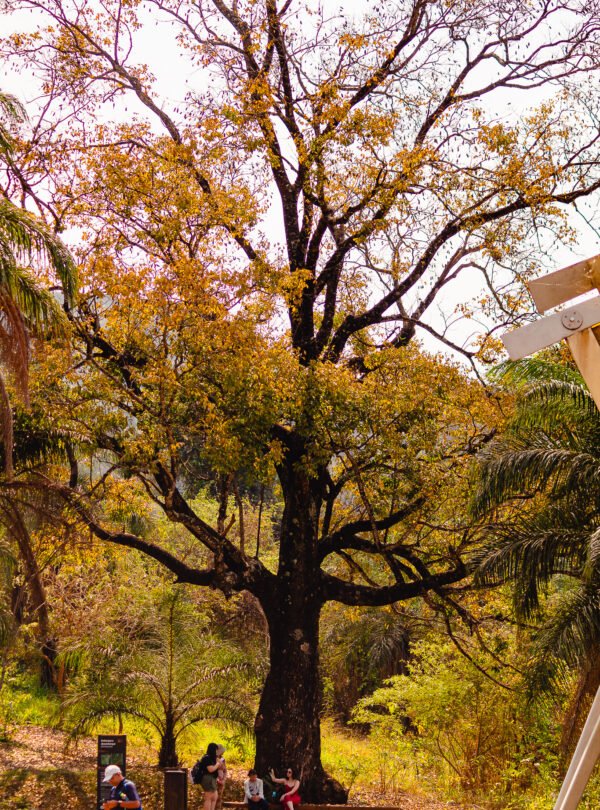 otografia de Bernardo Firme mostrando uma árvore majestosa com copas de folhas amareladas intensas. Abaixo da árvore, um banco de madeira acomoda pessoas sentadas e em pé em uma conversa descontraída. O fundo é composto por uma densa vegetação em tons de verde e amarelo sob luz natural.