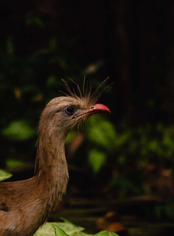 Fotografia de perfil de uma siriema com bico vermelho intenso, olhando fixamente para frente. O fundo é escuro e desfocado, com algumas folhas verdes de vegetação em primeiro plano, capturando a vida selvagem no Instituto Inhotim por Bernardo Firme.