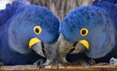 Montagem site 2026 - PC (4)