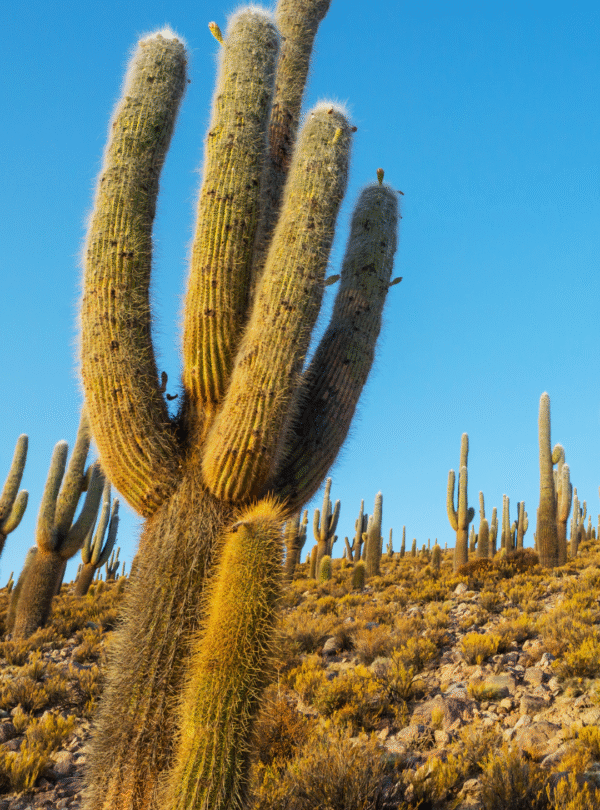 Vista de baixo para cima de cactos gigantes e espinhosos sob um céu azul intenso e sem nuvens no Vale dos Cactos.